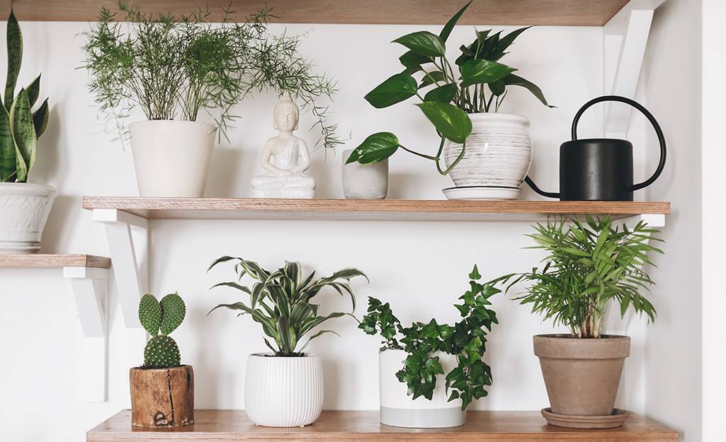 Tropical house plants on a shelf