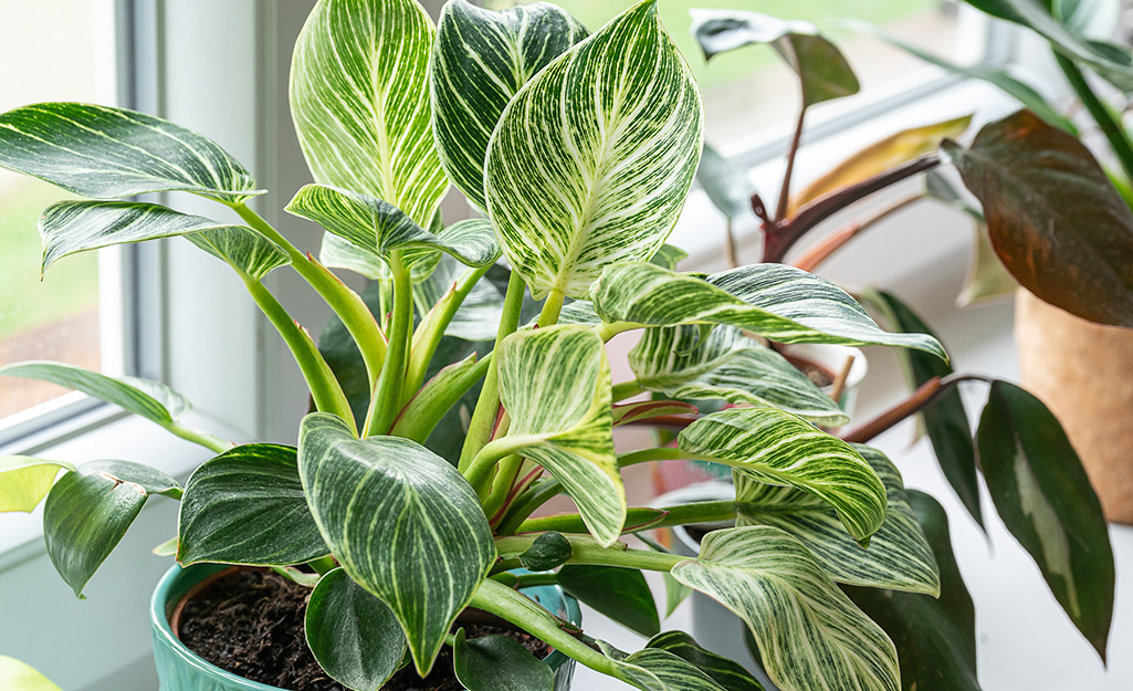 Tropical indoor plant in a bright window