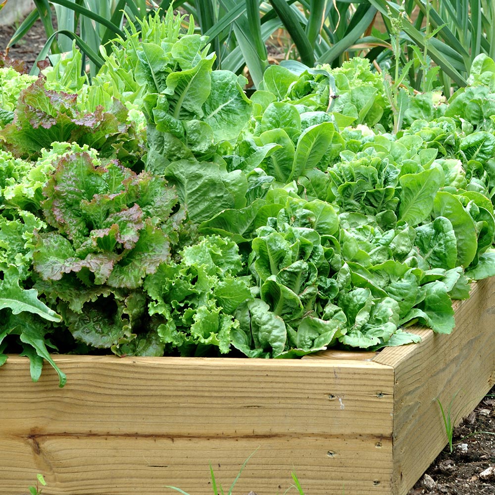 how to harvest baby lettuce