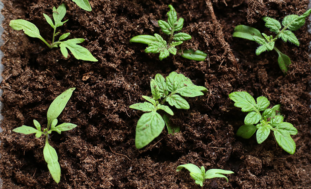 Seedlings in a vegetable garden Seedlings in a vegetable garden