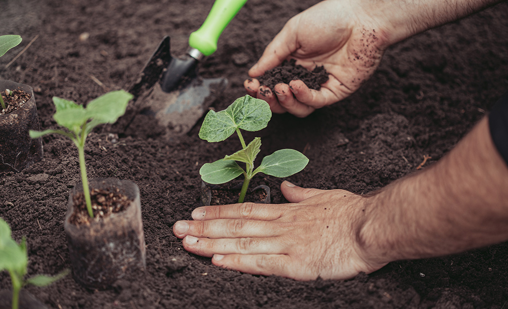 Gardener plants vegetable seedlings in garden soil Gardener plants vegetable seedlings in garden soil