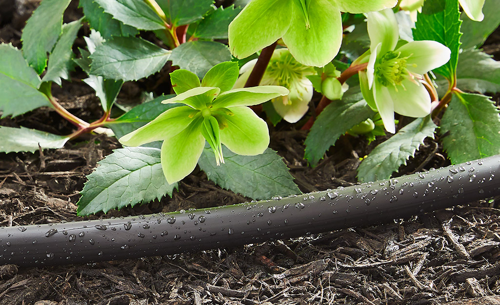 Soaker hose in a garden. Soaker hose in a garden.