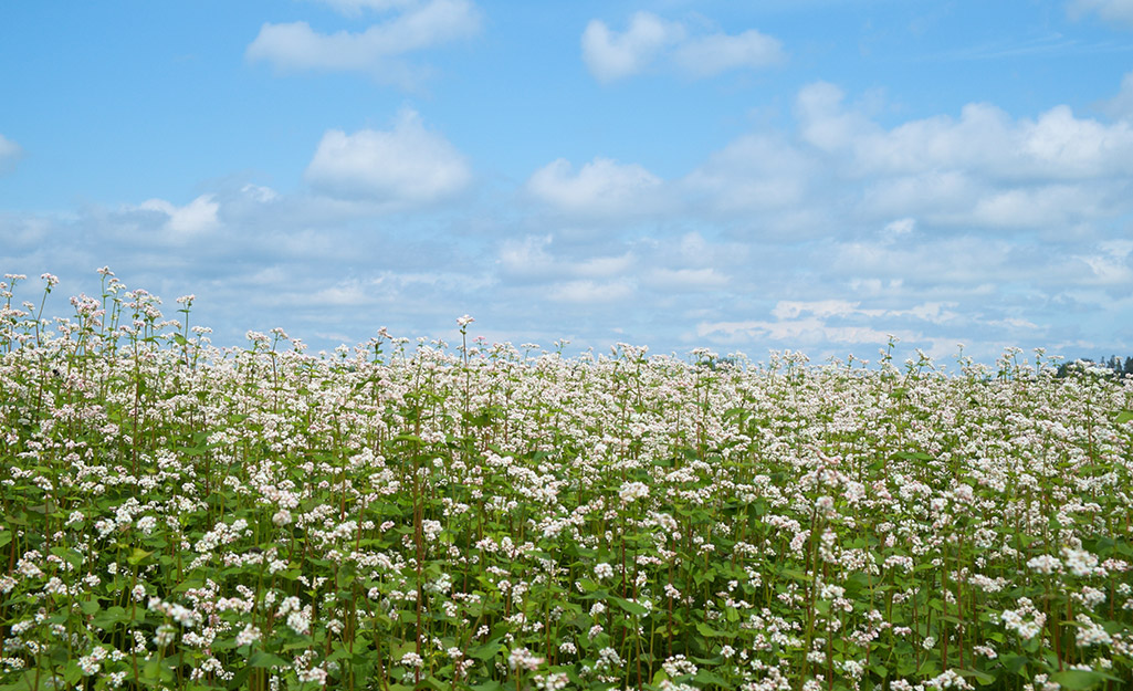 Cover crops in a field. Cover crops in a field.