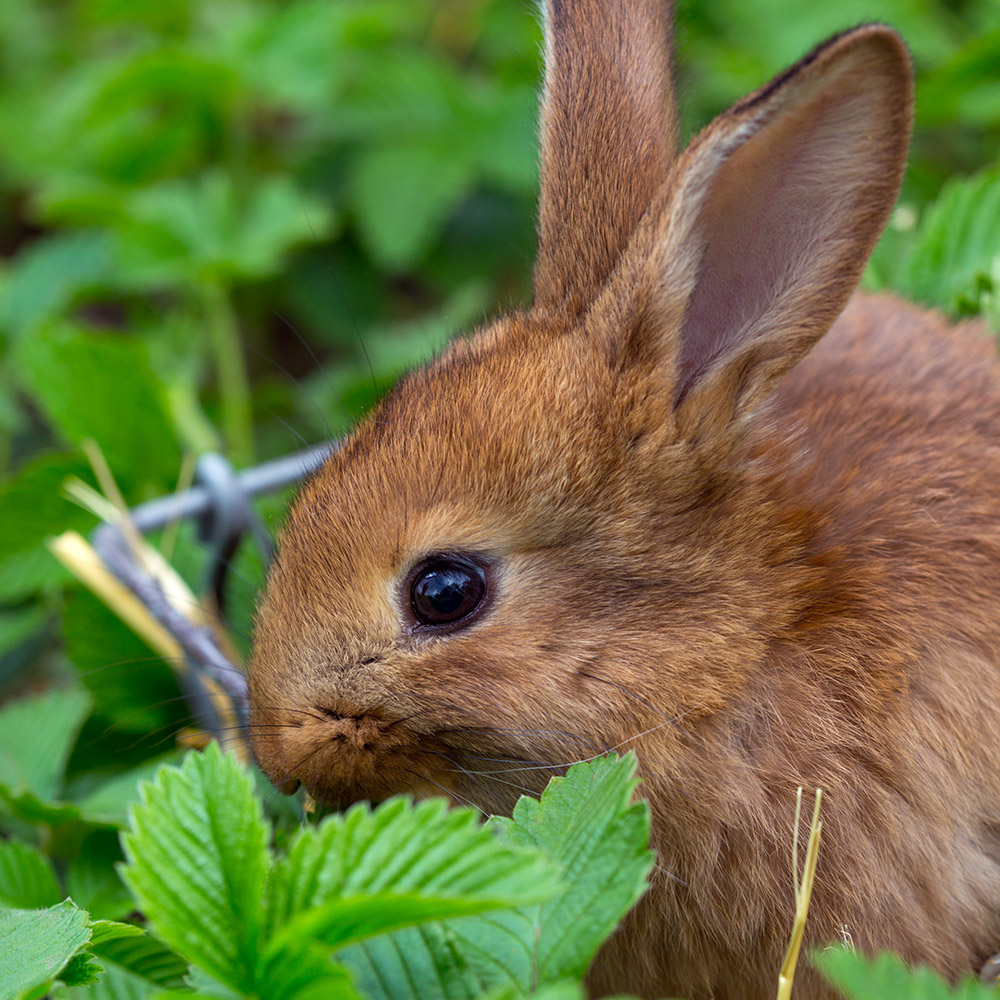 Bunny in the garden