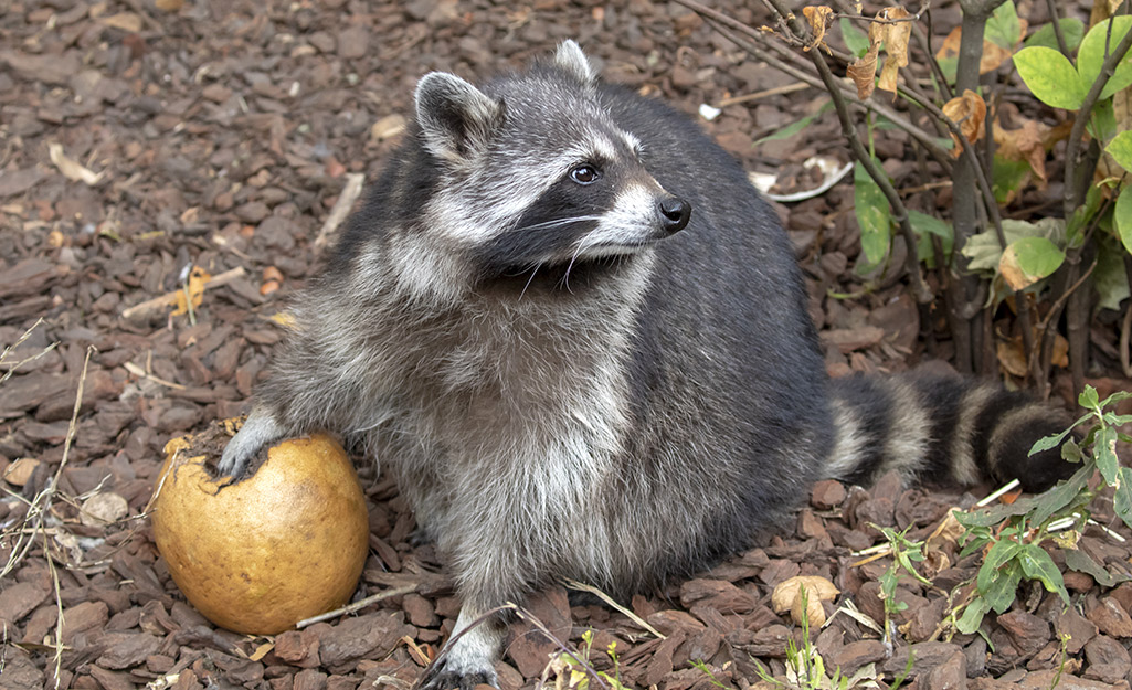Raccoon with apple