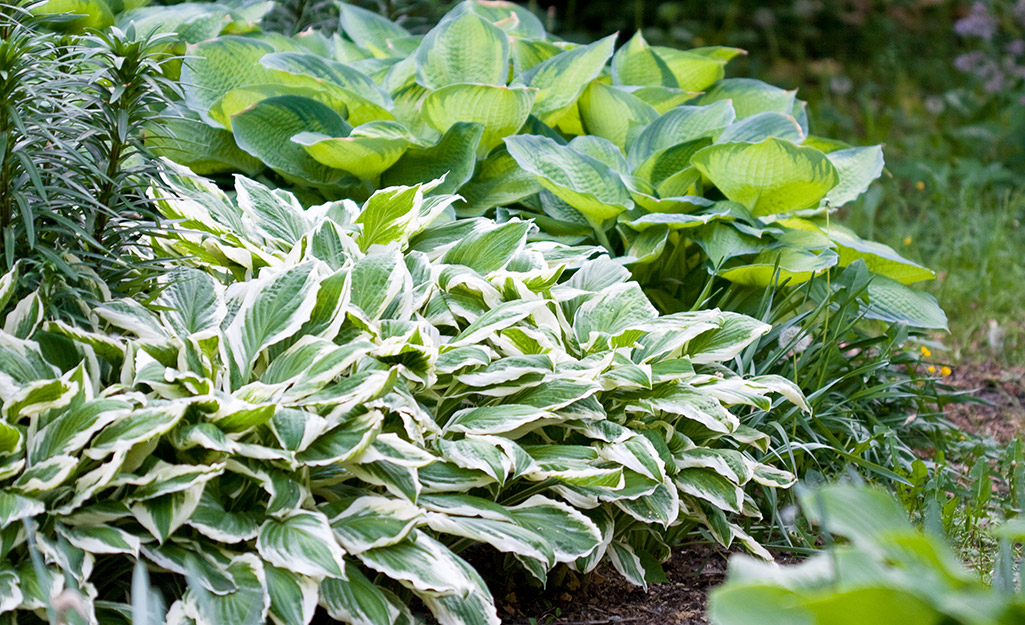 Hostas in the garden