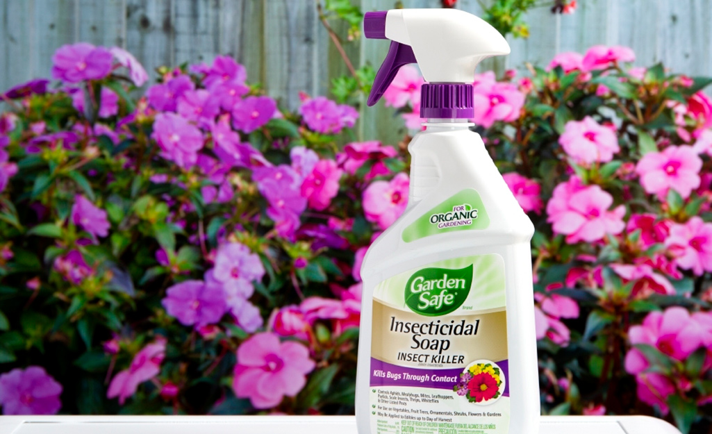 Insecticidal soap spray bottle