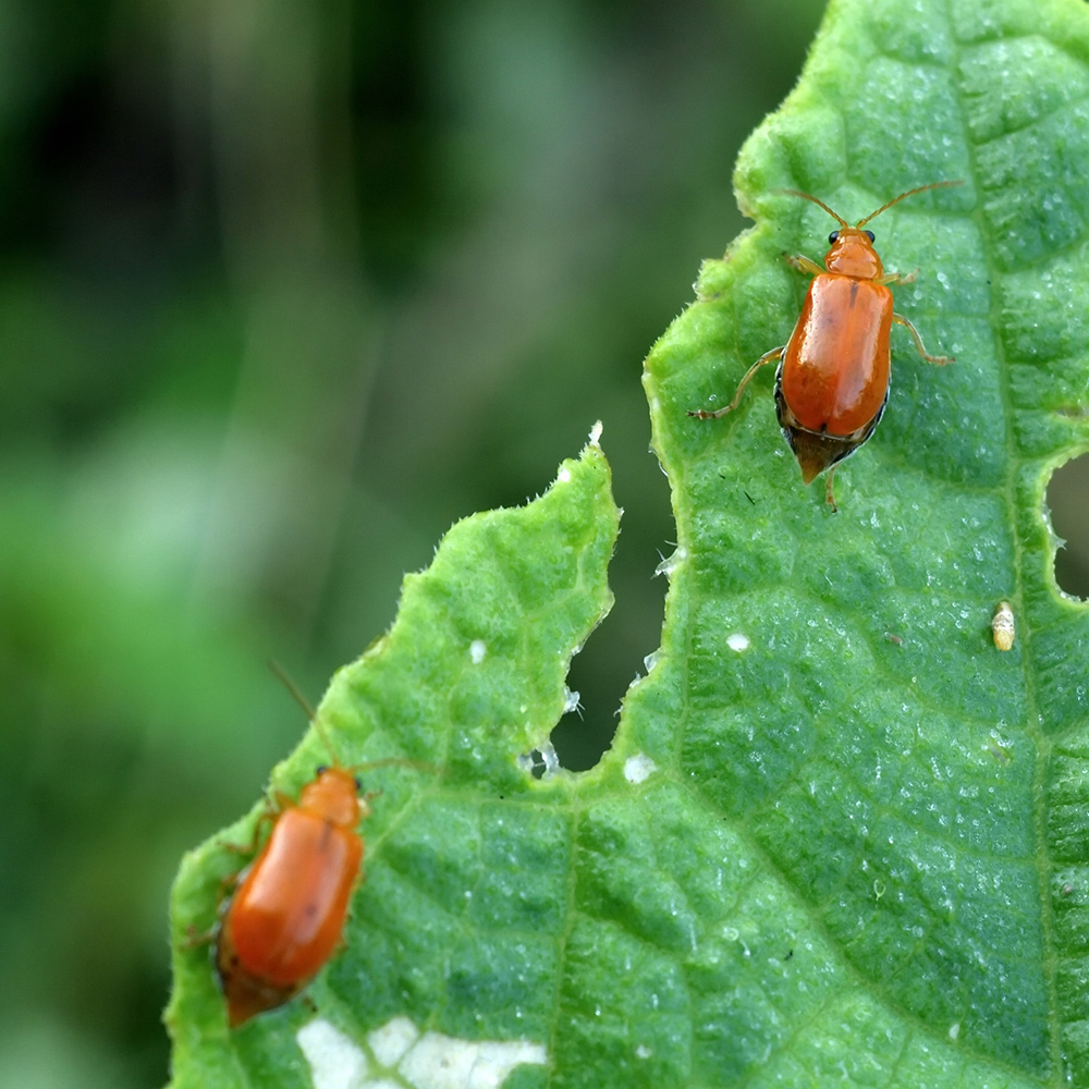 Insects on leaf