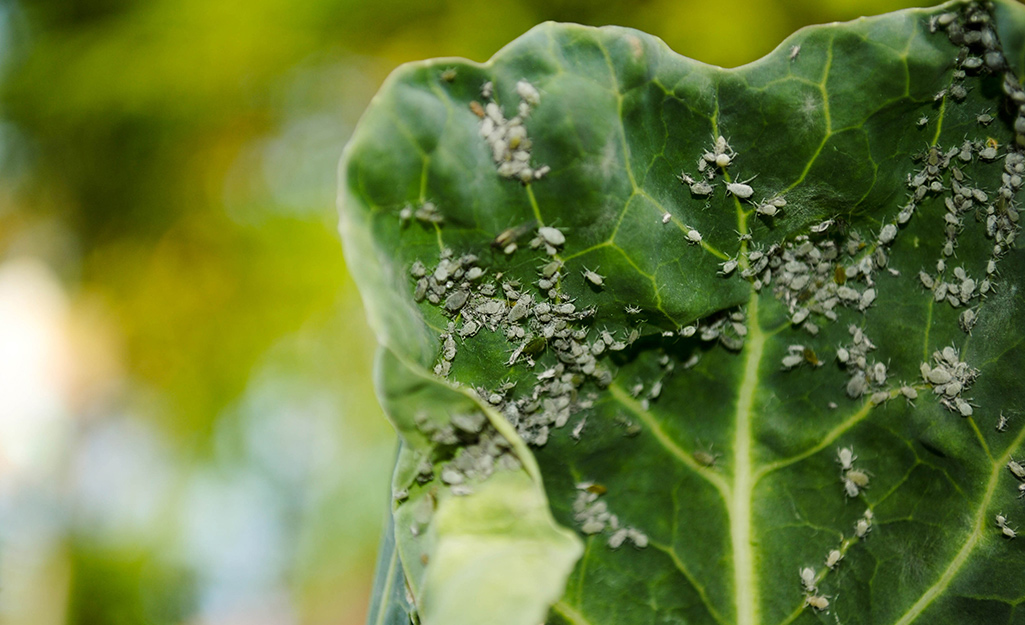 Insects on a leaf