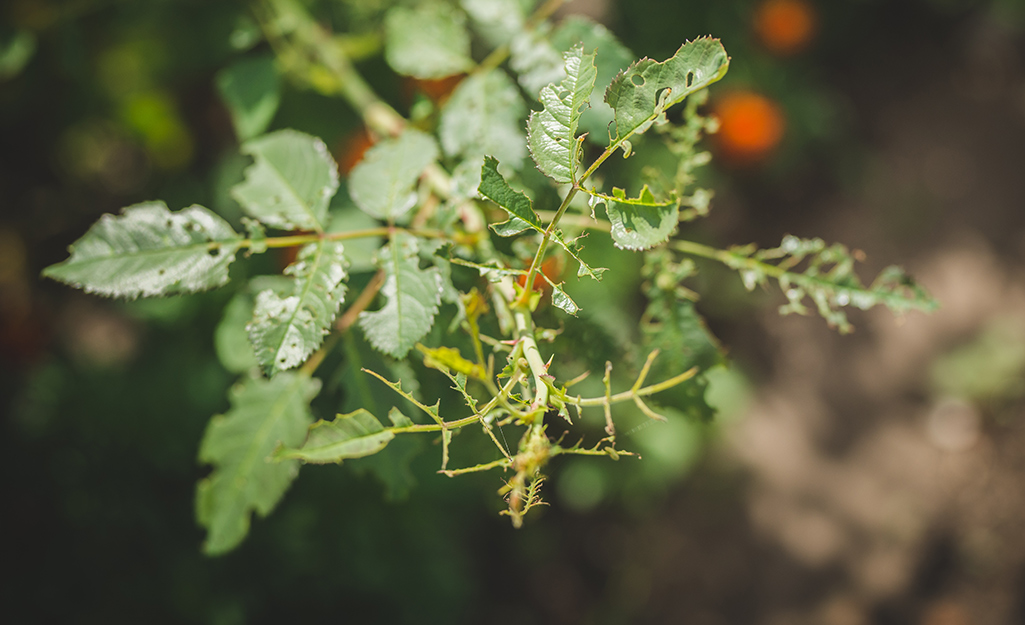 Rose plant with insect damage