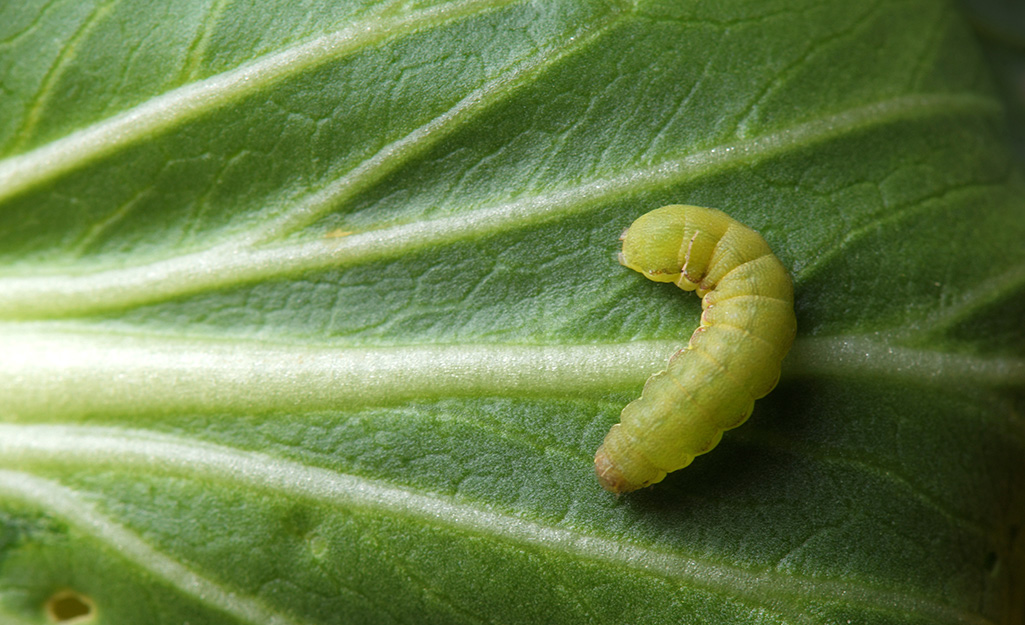 Cabbage worm on leaf