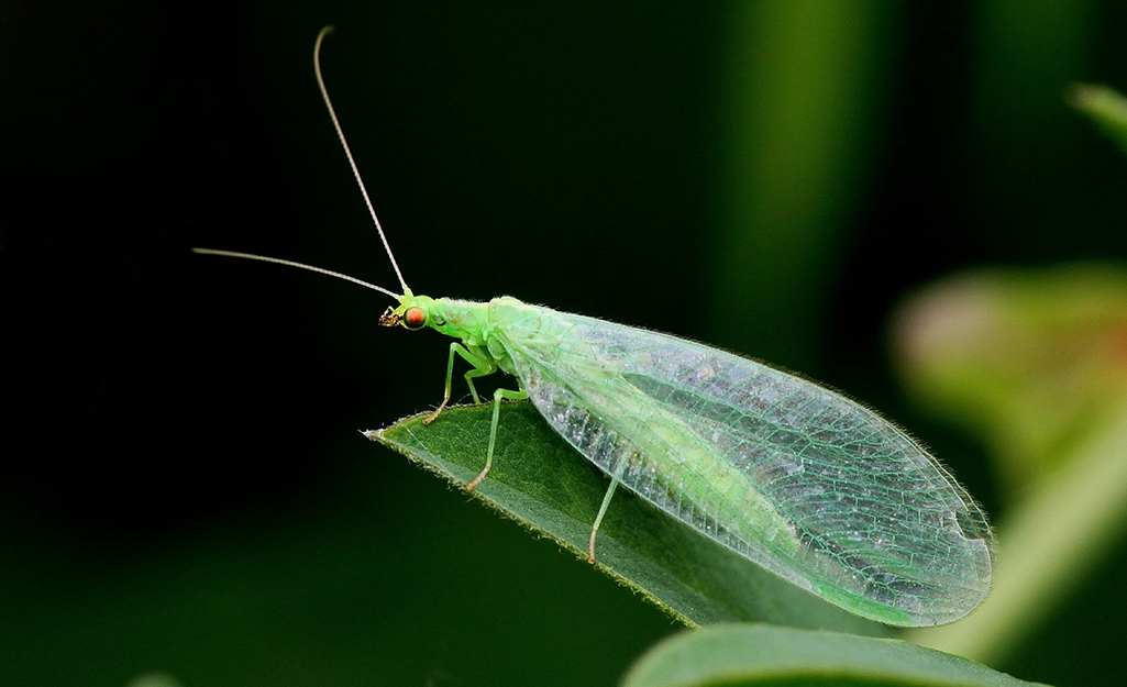 Lacewing on leaf