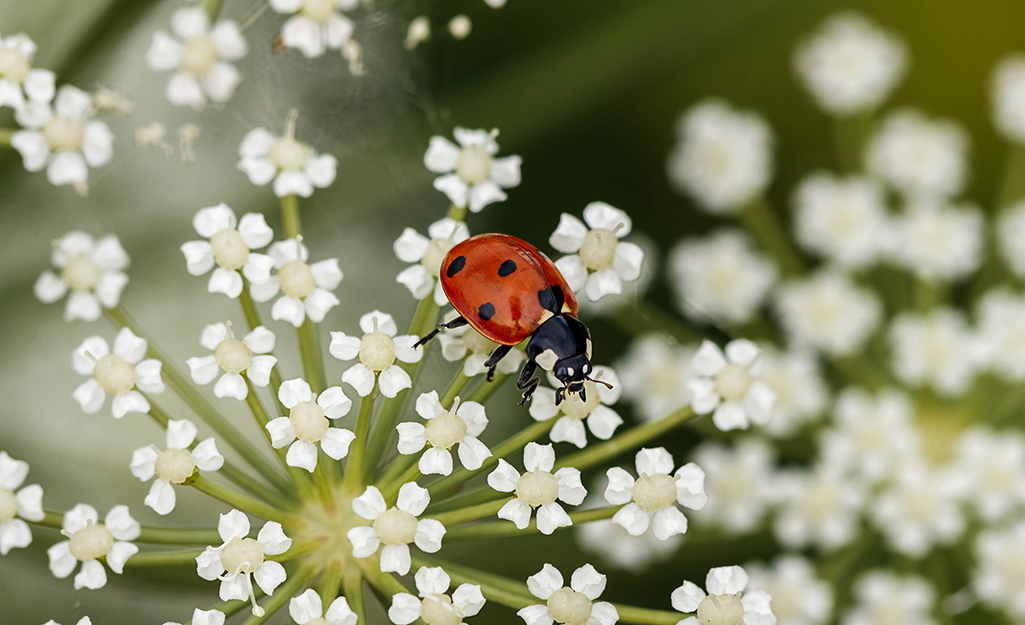 Lady bug on white flowers