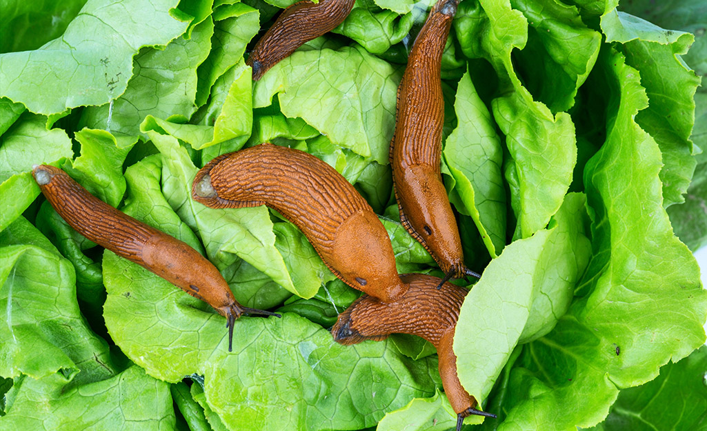 Slugs on a leaf