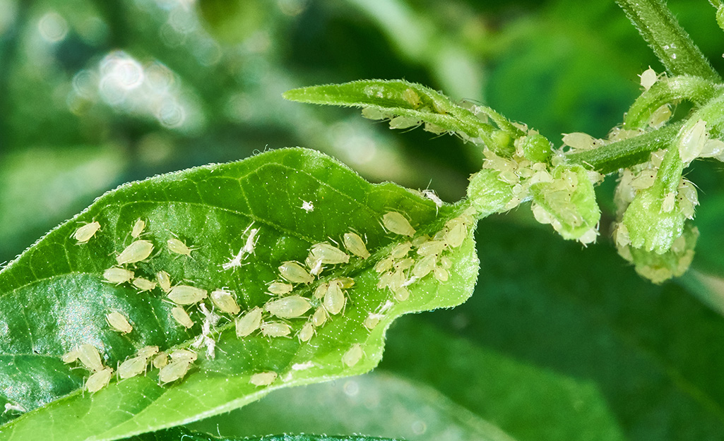 Insects on a leaf