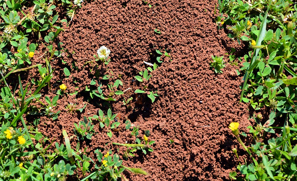 Fire ant mound in the lawn
