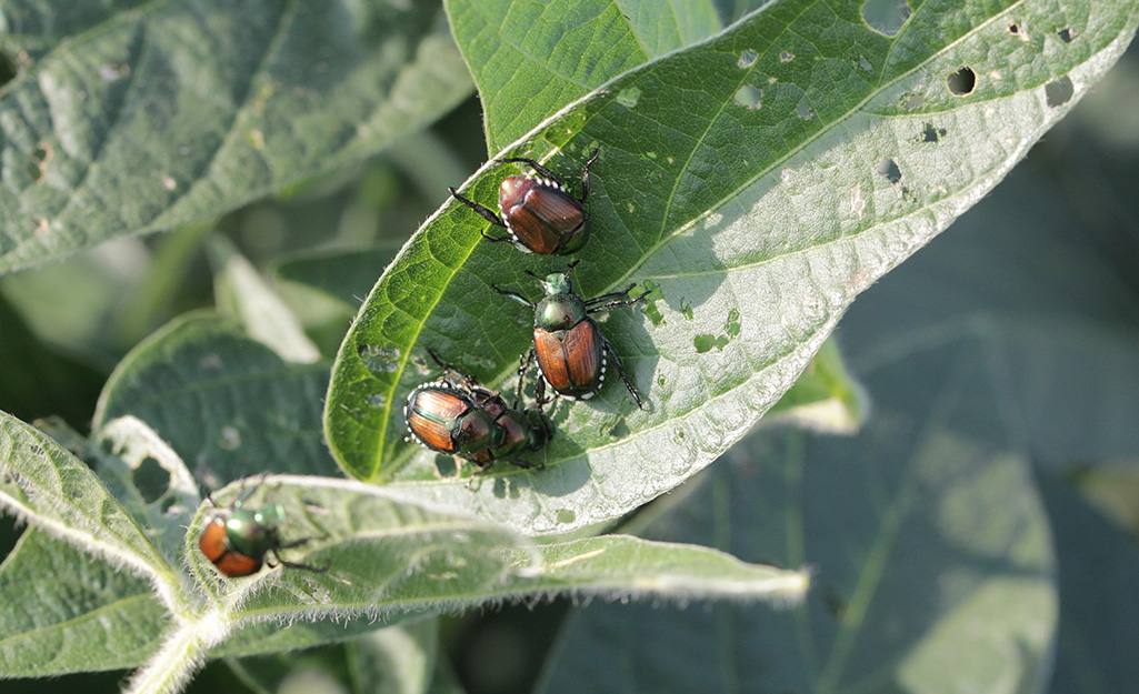 Japanese beetles on leaf