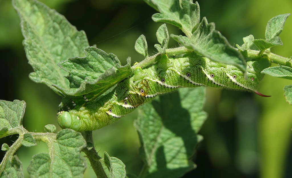 Tomato plant leaves with holes