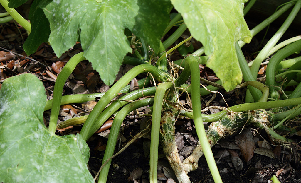 Squash vine borers on a squash plant