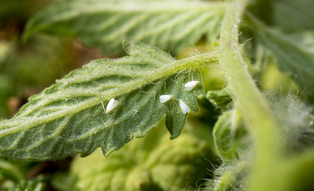 Insects on tomato leaves