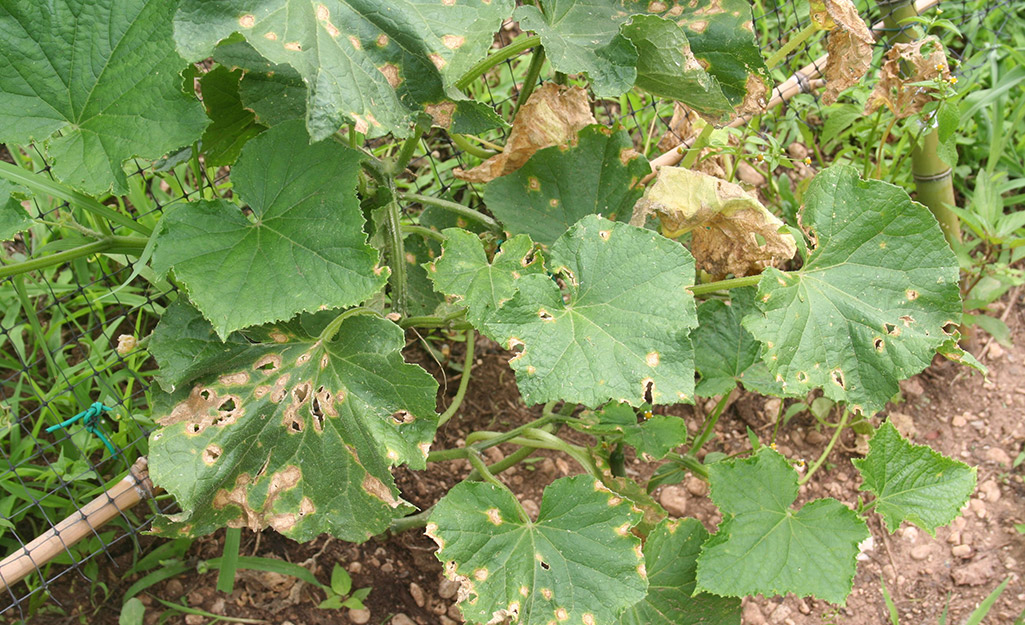 Dry and brown cucumber vine leaves
