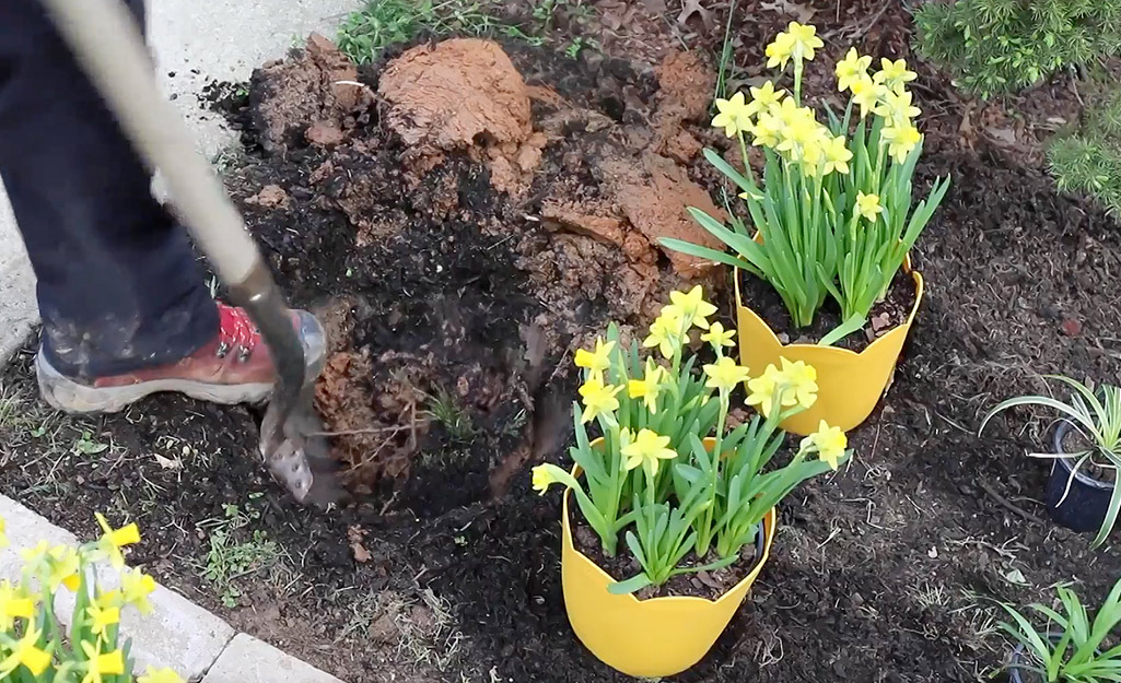 A person digs soil in a garden bed for a pair of plants.
