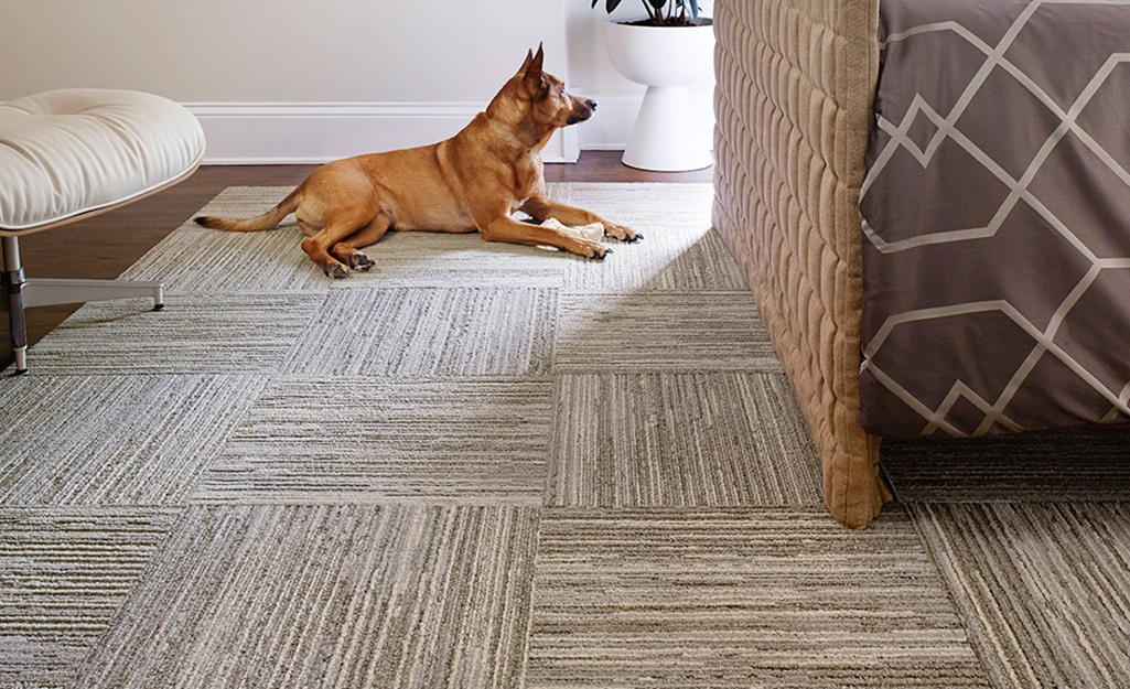 A dog sitting on a new carpet tile floor.