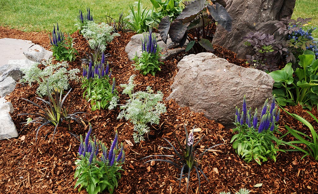 A garden bed with mulch A garden bed with mulch
