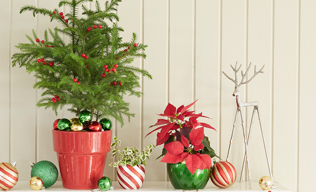 How to Care for Holiday Houseplants