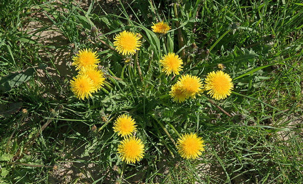 Dandelion weeds in the lawn. Dandelion weeds in the lawn.