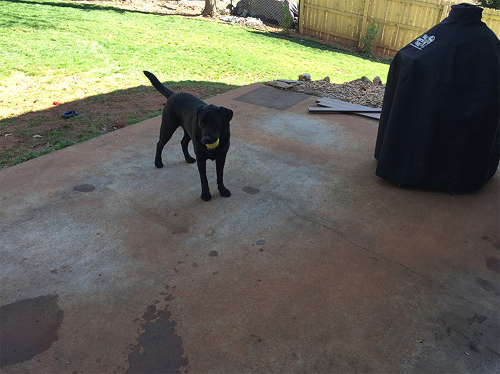 A black dog standing on a concrete patio floor.