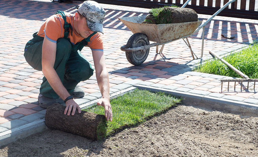 Someone rolling out the first piece of sod along paving stones.