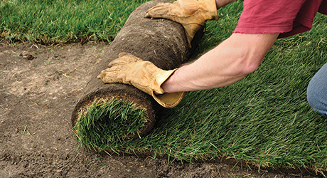 Man rolling out a section of sod. Man rolling out a section of sod.