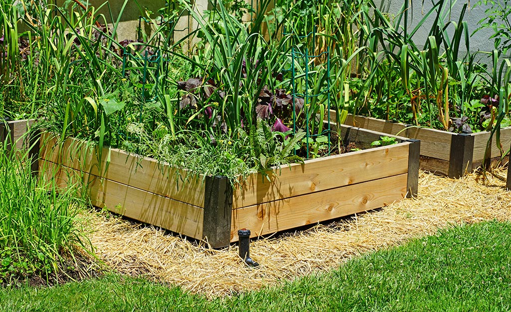 Raised garden bed surrounded by straw path