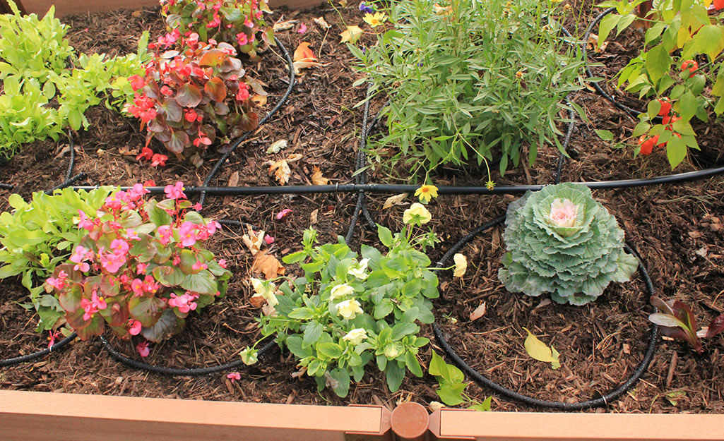 Drip irrigation tubing in a raised garden bed