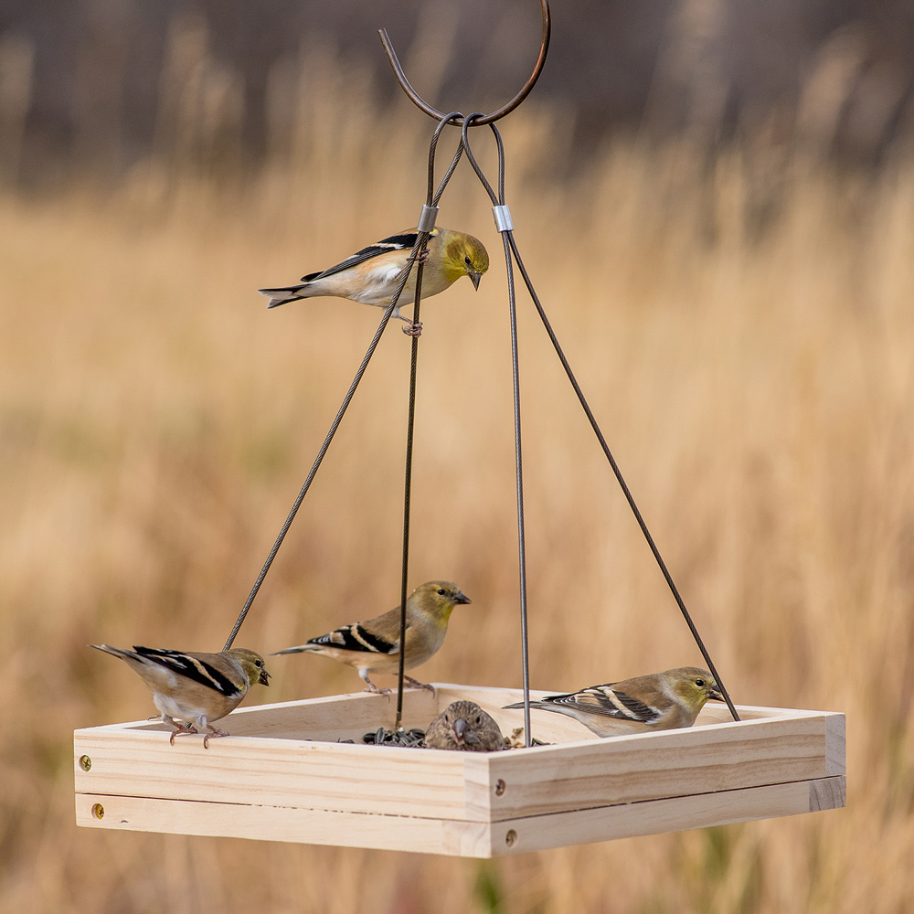 Birds sit in and eat from a wooden tray bird feeder. 