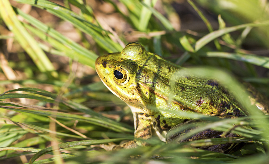 A frog sitting among the plants in a bog garden. A frog sitting among the plants in a bog garden.