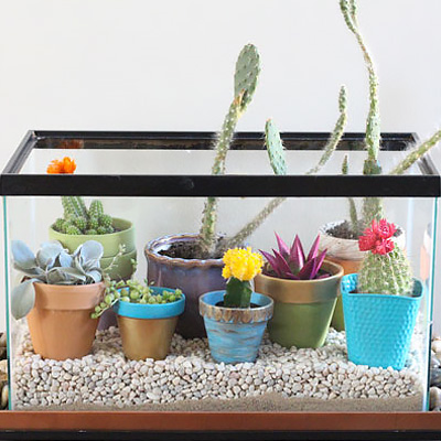 Bijdrager verkiezing Rose kleur DIY Fish Tank Terrarium - The Home Depot