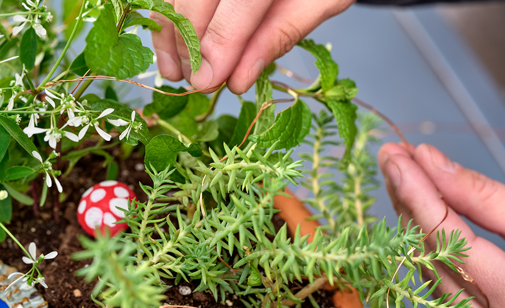 A person adds string lights to a fairy garden. 