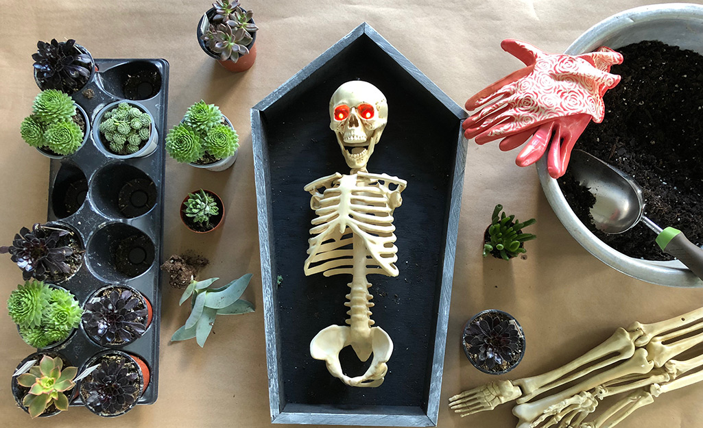 Assemble Skeleton in the Coffin Assemble Skeleton in the Coffin