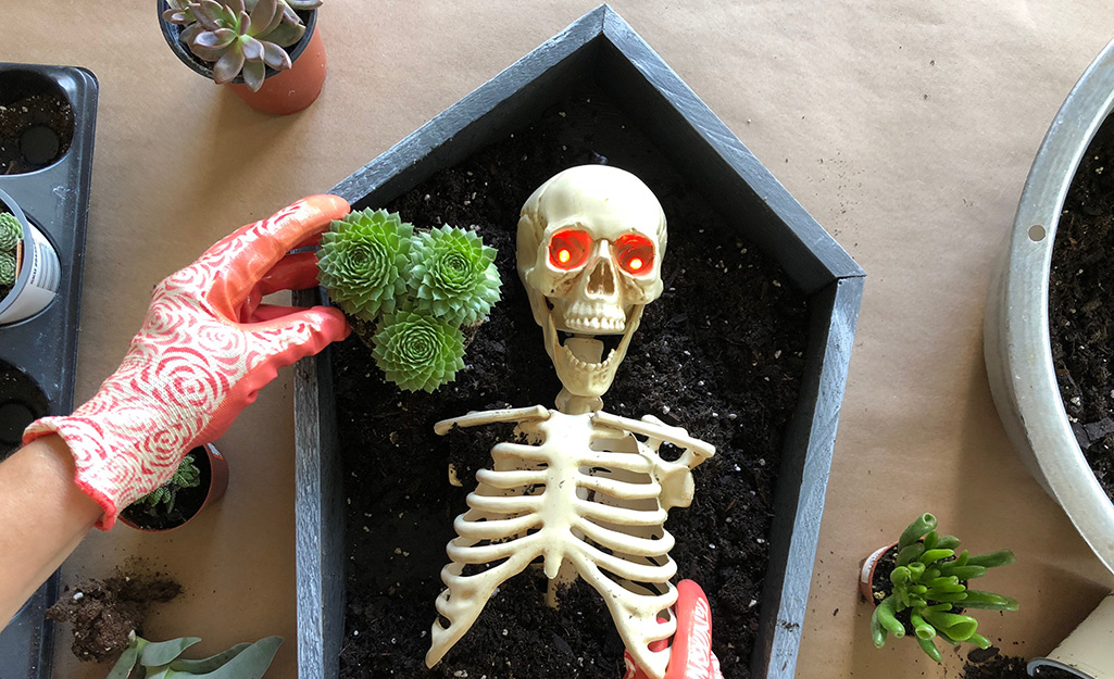 Plant Succulents in the Coffin Plant Succulents in the Coffin