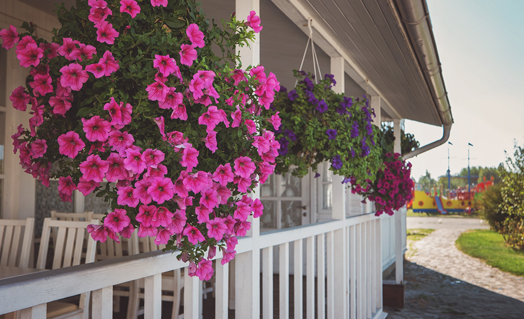 Pink flowers in a hanging basket on a porch