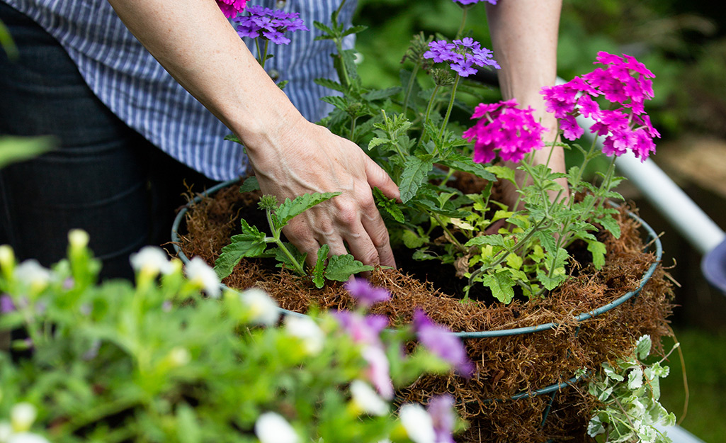 Gardener planting flowers in hanging basket