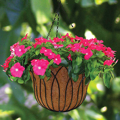 Best Plants for Hanging Baskets - The Home Depot