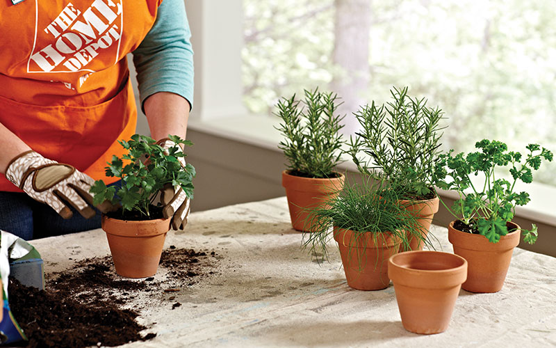 A person filling pots with assorted herbs.