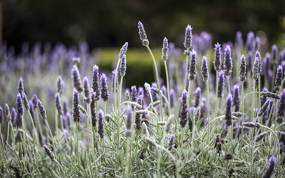 Grow lavender in the garden