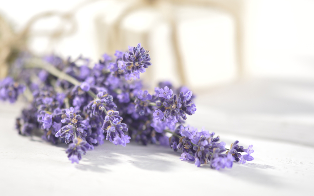 Lavender blooms