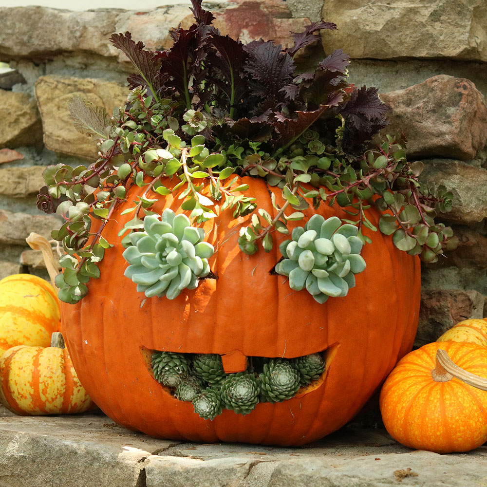 How to Make a Pumpkin Planter with Succulents - The Home Depot