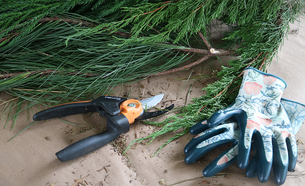 Cut pine branches next to gardening shears and gloves. Cut pine branches next to gardening shears and gloves.
