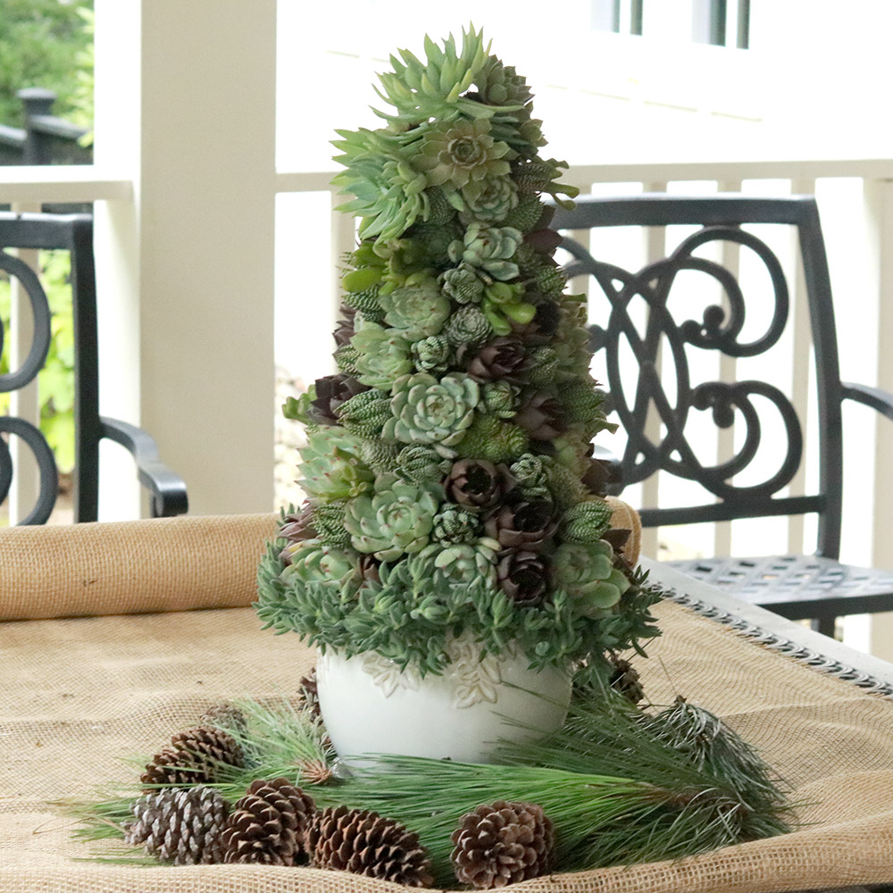 A succulent Christmas tree centerpiece.